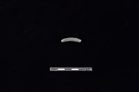 藏品(陶環)的圖片